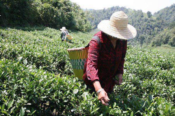 贵州茶叶新闻 贵州哪个地方的茶叶最好？